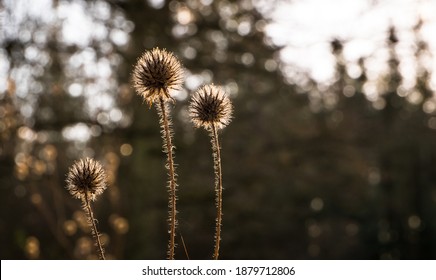 Autumn fall burdock heads glowing in low sunlight with a blurred background