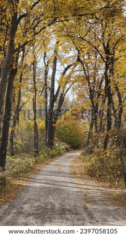 autumn fall gold golden foliage gravel road path