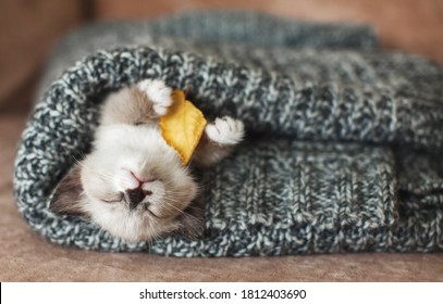 Autumn, Fall. Kitten sleep on knitted plaid. Little cut cat at home