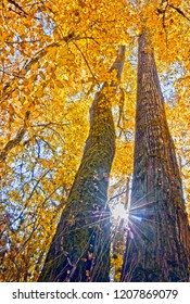 Autumn Fall landscape of golden leaves with sun rays between tall cottonwood trees