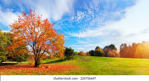 Autumn, fall landscape with a tree full of colorful, falling leaves, sunny blue sky. Wide perspective, panorama. Perfect seasonal theme.