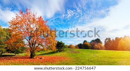 Autumn, fall landscape with a tree full of colorful, falling leaves, sunny blue sky. Wide perspective, panorama. Perfect seasonal theme.
