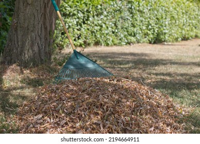 Autumn Or Fall Leaf Pile On Grass In A Garden Against A Tree, Leaf Rake And Bush In Background, Focus On Leaves