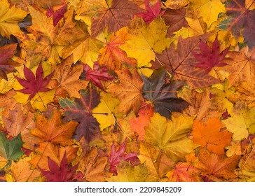 Autumn or fall leaves background - Shutterstock ID 2209845209