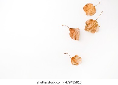 Autumn Fall Leaves. Flat Lay, Top View