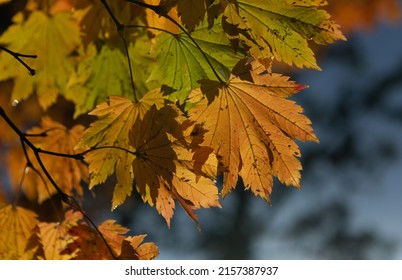 Autumn fall leaves hanging from a tree creating shadows in yellow leaves , blurred blue background