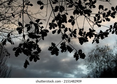 Autumn Fall Leaves Leafage Falling Winter Sunset London Park Contrast 