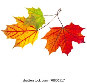 Autumn Fall  Leaves Maple Isolated On White Background