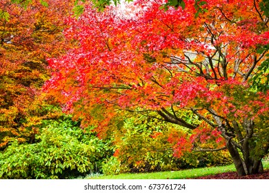 Autumn Fall Leaves On Garden Trees At Mt Tomah Botanical Gardens Blue Mountains Australia