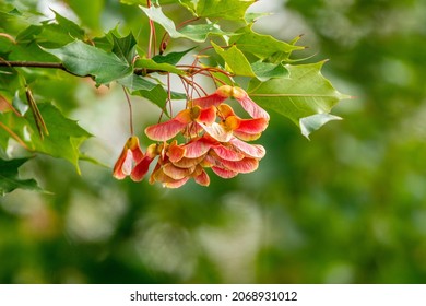 Autumn Fall Maple Tree Seeds