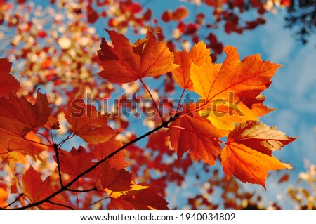 Autumn or fall orange and red maple leaves with blue sky in the background. Autumn concept from Newfoundland, Canada