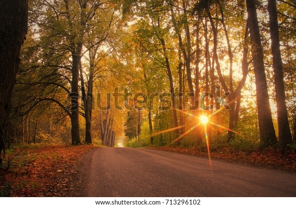 Autumn, fall scene. Autumnal landscape with empty\
countryside road and colored trees.  Sun shining through the trees.\
Sunset or sunrise light. September, October, November concept. Soft\
focus. 