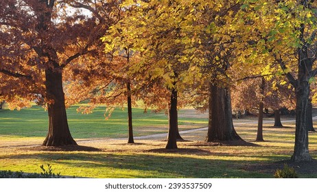 autumn fall tree leaf foliage 