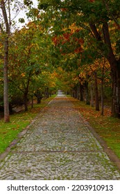 Autumn Or Fall Vertical Background Photo. Pavement In The Forest With Fallen Leaves On It. 