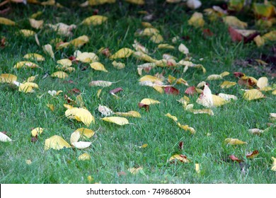 autumn fallen leaves of trees lie on green lawn grass 