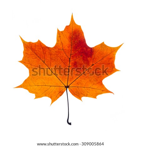autumn fallen maple leaf isolated on white background