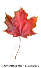 Autumn Fallen Maple Leave Isolated On White Background, Cut Out With Clipping Path