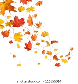 Autumn Falling Leaves Isolated On White Background