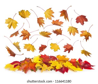 Autumn Falling Leaves Isolated On White Background