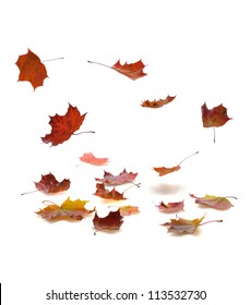 Autumn Falling Leaves With Shadow On White Background