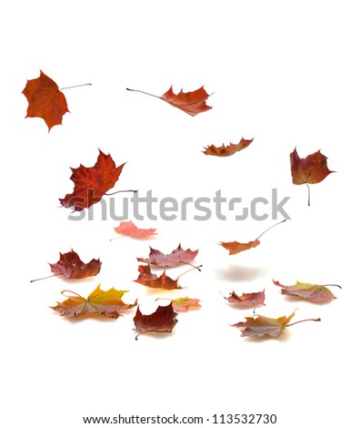 autumn falling leaves with shadow on white background