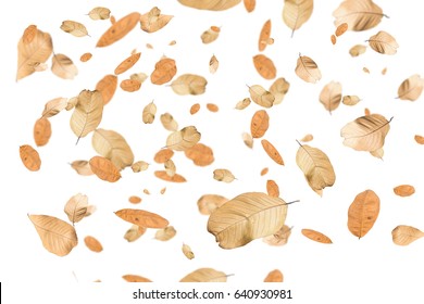  Autumn falling leaves,isolated on white background.