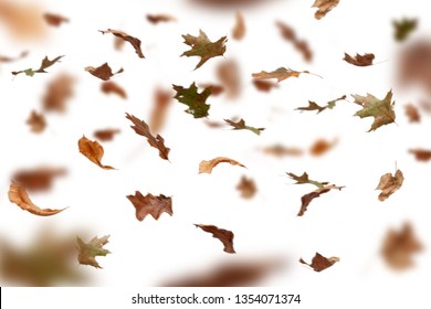 35,446 Leaf overlay Images, Stock Photos & Vectors | Shutterstock