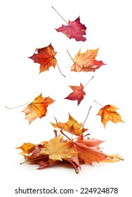 Autumn Falling Maple Leaves Isolated On White Background