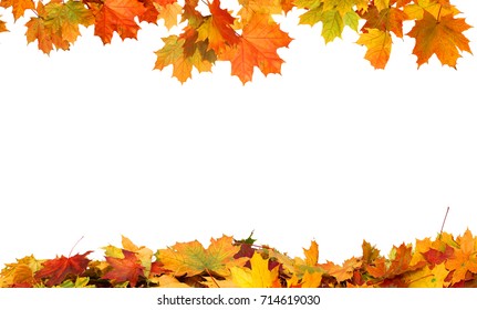 Autumn Falling Maple Leaves Isolated On White Background