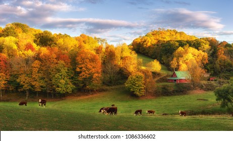 Autumn farm at the end of the day - cows on back roads near Boone North Carolina	