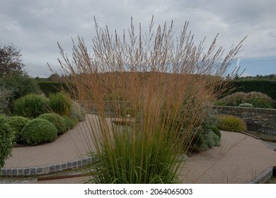 Autumn Feathery Foliage Of An Ornamental Purple Moor Grass (Molinia Caerulea Susp. Arundinacea) Growing In Front Of A Granite Stone Wall By A Pond In A Garden In Rural Devon, England, UK