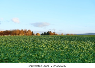 autumn field with green plants of winter rapeseed on big agriculture field, young green rapeseed field, background, texture from young plants, work in agronomic farm and production organic food