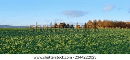 autumn field with green plants of winter rapeseed on big agriculture field, young green rapeseed field, background, texture from young plants_ work in agronomic farm and production organic food