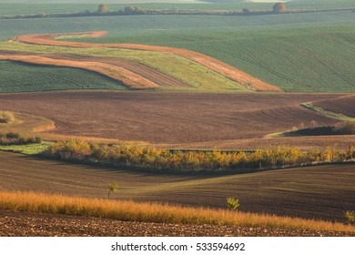 Autumn Fields