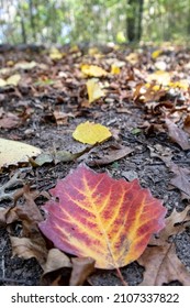 Autumn Fire - Eau Claire, Wisconsin - October 2021