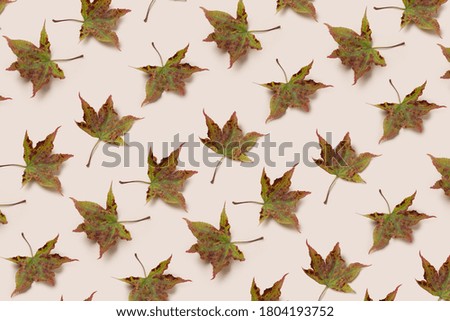 Autumn Flat lay composition. Maple leaves on beige background top view. Autumn, fall concept.