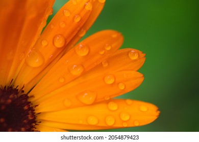 Autumn Flower Of Gerbera And Calendula Close-up, Macro