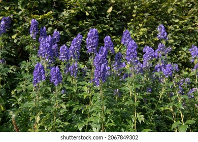 Autumn Flowering Bright Blue Flower Heads on a Poisonous Monkshood Plant (Aconitum carmichaelii 'Arendsii') Growing in a Herbaceous Border in a Country Cottage Garden in Rural, Devon, England, UK - Shutterstock ID 2067849302