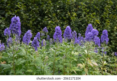 Autumn Flowering Bright Lavender Blue Flower Heads on the Poisonous Monk's Hood Plant (Aconitum carmichaelii 'Arendsii') Growing in a Herbaceous Border in a Garden in Rural Devon, England, UK - Shutterstock ID 2061171104