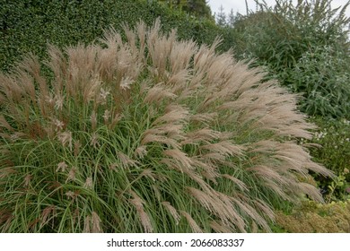 Autumn Flowering Feathery Plumes on an Ornamental Eulalia or Chinese Silver Grass (Miscanthus sinensis 'Adagio') Growing in a Garden with a Yew Hedge background in Rural Devon, England, UK - Shutterstock ID 2066083337