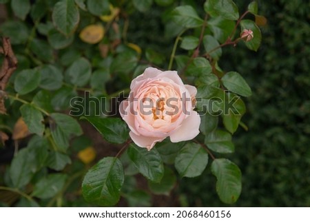 Autumn Flowering Pale Pink Flower Head and Petals on an English Climbing Rose (Rosa 'Generous Gardener') Growing in a Herbaceous Border in a Country Cottage Garden in Rural Devon, England, UK