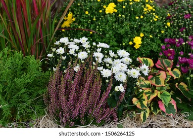 Autumn flowers. Garden with flowers and plants, chrysanthemum, red grass, heather.  - Shutterstock ID 1506264125