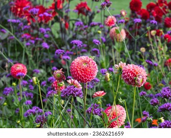 Autumn flowers meadow. Pink dahlia flowers. Beautiful pink and purple flowers on flowers field. Chrysanthemum on the green meadow. Close up floral. Autumn landscape. Green field with colorful flora.