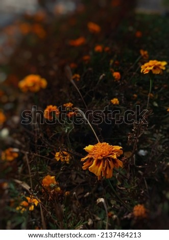 Autumn flowers orange withered marigolds in the autumn sunbeams in a wild garden