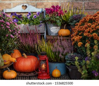 Autumn Flowers Outdoor In The Garden, Thanksgiving Decor With Pumpkin