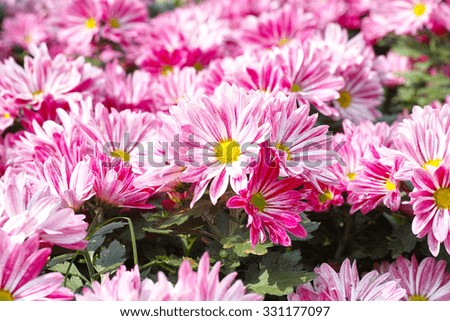 Autumn flowers series, beautiful bouquet of many colorful chrysanthemums.