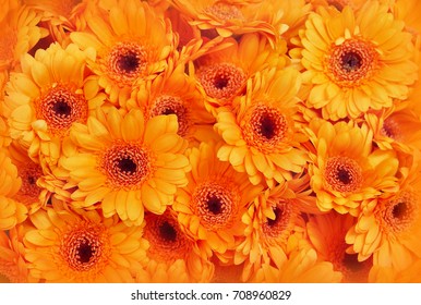 Autumn flowers, summer blossoming orange gerbera flower background, fall floral festive card