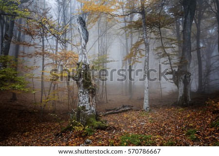 Similar – autumn forest Well-being