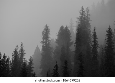 Autumn fog in the mountains, mountain forest. Selective focus