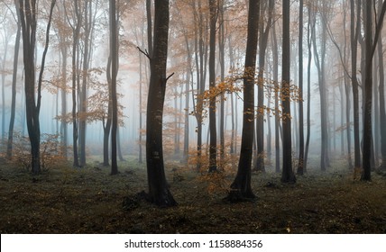 Foggy Autumn Images Stock Photos Vectors Shutterstock